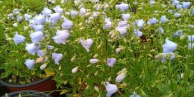 Campanula cochlearifolia 'Elizabeth Oliver' Колокольчик ложечницелистный